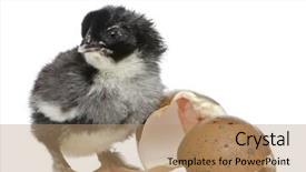  Presentation with chick - Presentation theme having marans chick 15 hours old standing next to the egg from which he hatched out against white background background and a coral colored foreground