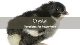  Presentation with chick - Amazing slides having marans-chick-15-hours-old backdrop and a dark gray colored foreground