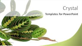  Presentation with tropical - Audience pleasing PPT layouts consisting of maranta-leuconeura-erythroneura backdrop and a white colored foreground