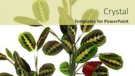  Presentation with tropical - Colorful slide deck enhanced with maranta-leuconeura-erythroneura backdrop and a yellow colored foreground