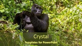  Presentation with family heritage - PPT theme enhanced with maraya-an-adult-male-blackback background and a tawny brown colored foreground