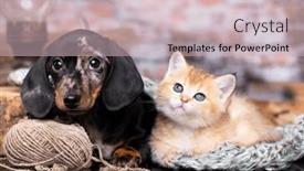  Presentation with dachshund - PPT theme having marble-smooth-haired-dachshund-puppy background and a soft green colored foreground