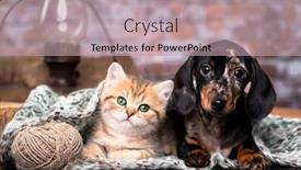  Presentation with dachshund - Slide deck featuring marble-smooth-haired-dachshund-puppy background and a mint green colored foreground