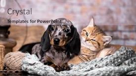  Presentation with dachshund - Presentation having marble-smooth-haired-dachshund-puppy background and a soft green colored foreground