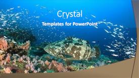  Presentation with coral reef - Slide deck consisting of marbled grouper fish on coral reef background and a teal colored foreground