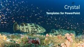  Presentation with coral reef - Presentation theme having marbled-grouper-fish-on-coral background and a ocean colored foreground