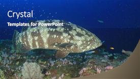  Presentation with grouper - PPT layouts featuring marbled grouper fish background and a navy blue colored foreground