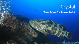  Presentation with grouper - Cool new slides with marbled grouper fish backdrop and a gray colored foreground