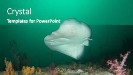  Presentation with black - Presentation featuring marbled-ray-black-blotched-stingray background and a teal colored foreground