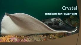  Presentation with black - Cool new presentation with marbled-ray-black-blotched-stingray backdrop and a forest green colored foreground