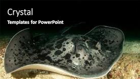  Presentation with black - Audience pleasing PPT theme consisting of marbled-ray-black-blotched-stingray backdrop and a black colored foreground
