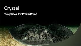  Presentation with black - Slide set featuring marbled-ray-black-blotched-stingray background and a black colored foreground