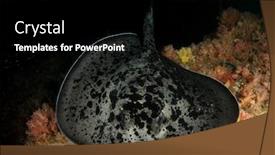  Presentation with scoliosis x ray - Slide deck consisting of marbled-ray-or-blotched-fantail background and a black colored foreground