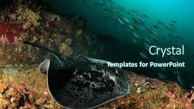  Presentation with scoliosis x ray - PPT theme with marbled-ray-or-blotched-fantail background and a forest green colored foreground