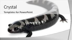  Presentation with ambystoma - Beautiful presentation featuring marbled salamander ambystoma opacum backdrop and a white colored foreground