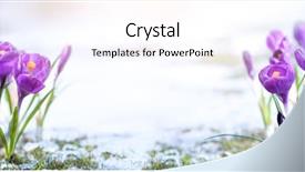  Presentation with blooming flower animated crocus - PPT layouts featuring march - crocus flower in sonw background and a pink colored foreground