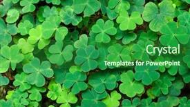  Presentation with holiday - Audience pleasing PPT theme consisting of march - green background with three-leaved shamrocks backdrop and a forest green colored foreground