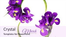  Presentation with eight - PPT layouts consisting of march 8th branches of iris background and a lavender colored foreground