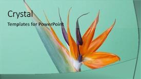  Presentation with beautiful green - Audience pleasing presentation consisting of march birthday - beautiful exotic flower royal strelitzia backdrop and a mint green colored foreground