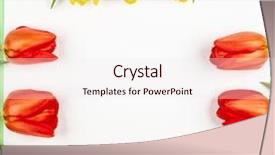  Presentation with beautiful green - Slide deck having march birthday - beautiful red tulips flowers background and a sky blue colored foreground