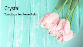  Presentation with tulips - Beautiful slide deck featuring march birthday - beautiful tulips on color wooden backdrop and a arctic colored foreground