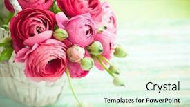  Presentation with pink birthday - Audience pleasing presentation theme consisting of march birthday - bouquet of pink ranunculus backdrop and a sky blue colored foreground