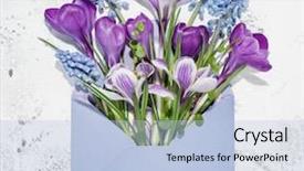  Presentation with blooming flower animated crocus - Beautiful slides featuring march birthday - crocus and hyacinth muscari flower backdrop and a light blue colored foreground