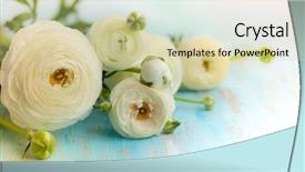  Presentation with birthday - Audience pleasing PPT layouts consisting of march birthday - fresh white ranunculus on blue backdrop and a soft green colored foreground