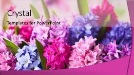  Presentation with birthday - Presentation design enhanced with march birthday - group of beautiful multicolored hyacinths background and a lemonade colored foreground