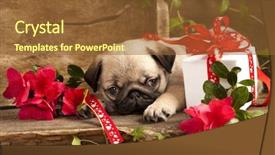  Presentation with birthday - PPT layouts consisting of march birthday - pug puppy and gift box background and a tawny brown colored foreground