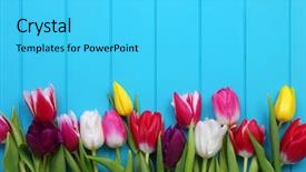  Presentation with jasmine spring flowers - Presentation design enhanced with march birthday - spring flowers background fresh colorful background and a cyan colored foreground