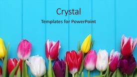  Presentation with spring - Presentation theme featuring march birthday - spring flowers background fresh colorful background and a cyan colored foreground