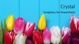  Presentation with spring flowers on textured - Cool new slide deck with march birthday - spring flowers background fresh colorful backdrop and a cyan colored foreground