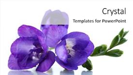  Presentation with white flowers - Beautiful presentation theme featuring march spring - crocus flowers isolated on white backdrop and a white colored foreground