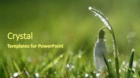  Presentation with snowdrop - Slide deck enhanced with march spring - star sparkle snowdrop flower background and a tawny brown colored foreground