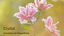  Presentation with summer flowers - PPT layouts having marching band - lily bright summer flowers background and a yellow colored foreground