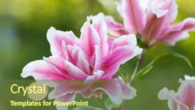  Presentation with summer flowers - PPT theme enhanced with marching band - lily bright summer flowers background and a tawny brown colored foreground