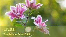  Presentation with summer flowers - PPT theme having marching band - lily bright summer flowers background and a tawny brown colored foreground