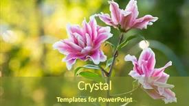  Presentation with summer flowers - Presentation design featuring marching band - lily bright summer flowers background and a tawny brown colored foreground