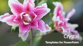  Presentation with summer flowers - Slide deck having marching band - lily bright summer flowers background and a tawny brown colored foreground