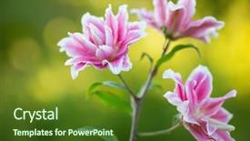  Presentation with summer flowers - Cool new slide deck with marching band - lily bright summer flowers backdrop and a tawny brown colored foreground