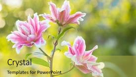  Presentation with summer flowers - Audience pleasing presentation design consisting of marching band - lily bright summer flowers backdrop and a yellow colored foreground