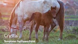  Presentation with foal - Theme having rostow - mare and foal on meadow background and a violet colored foreground