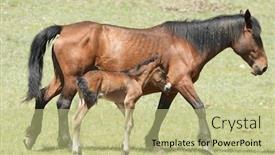  Presentation with foal - PPT layouts featuring mare and foal background and a mint green colored foreground