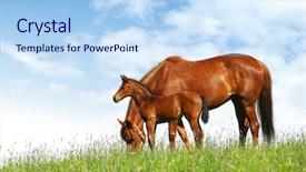  Presentation with foal - Colorful theme enhanced with mare and foal backdrop and a light blue colored foreground