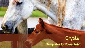  Presentation with baby - Colorful PPT theme enhanced with mare and her baby colt backdrop and a tawny brown colored foreground