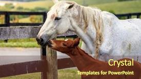  Presentation with preemie baby close up - Colorful slide set enhanced with mare and her baby colt backdrop and a  colored foreground