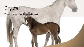  Presentation with old days - Colorful slide deck enhanced with standing in front of white backdrop and a soft green colored foreground