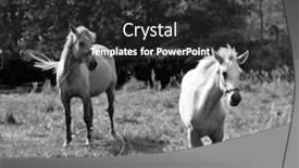  Presentation with foal - Slides featuring mare-and-her-foal and a dark gray colored foreground