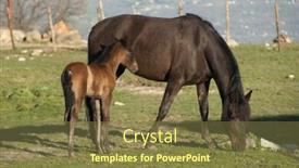  Presentation with foal - Theme featuring mare-is-grazing and a tawny brown colored foreground